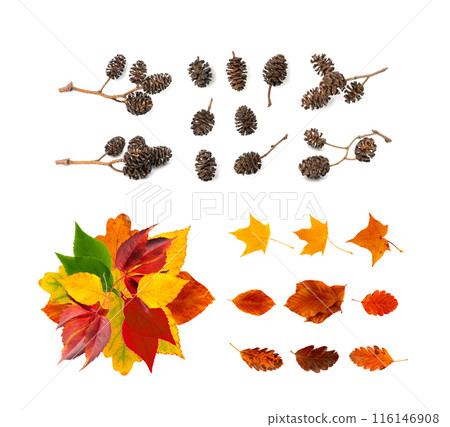 Autumn Leaf Round Frame Isolated, Fall Leaves Border, Colorful October Pattern, Autumn Leaf Texture 116146908