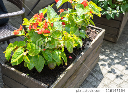 Begonia flowers and wet leaves, wax begonia after rain, droplets on foliage, garden bloom, petals closeup 116147164