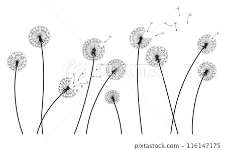 Dandelion wind blow background. Black silhouette with flying dandelion buds on white. Abstract flying seeds. Decorative graphics for printing. Floral scene design 116147175