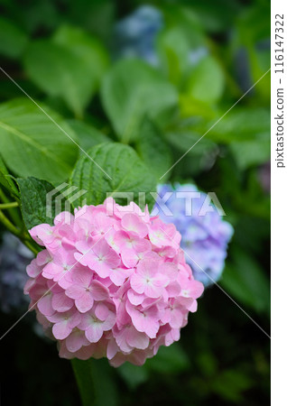 Pink and light hydrangea 116147322
