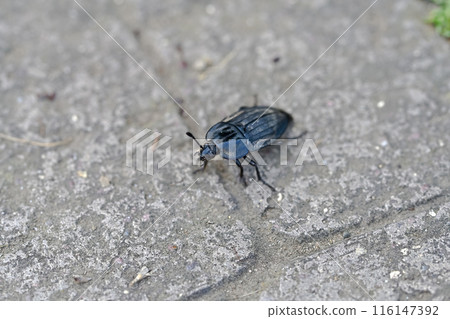 Oohilatida Oohilatida 116147392