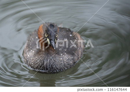 Little grebe floating on the water Little grebe floating on the water 116147644