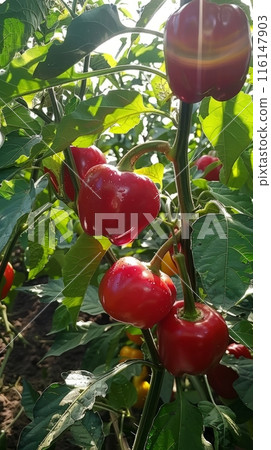 On the plantation, red sweet peppers flourish, their vibrant color contrasting with the green foliage, indicating optimal growth conditions On the plantation, red sweet peppers flourish, their vibrant color contrasting with the green foliage, indicating optimal growth conditions 116147903
