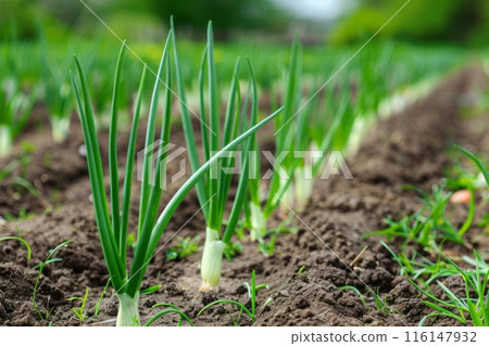 On the plantation, green onions grow abundantly in thick, verdant rows, their fresh, slender stalks ready for harvest imparting a savory taste to dishes 116147932