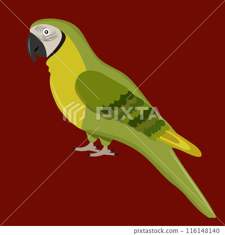 Macaw parrot on a dark background Macaw parrot on a dark background 116148140