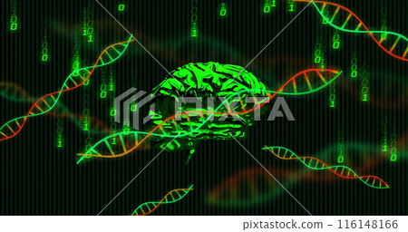 Image of dna helixes, rotating digital human brain, falling binary codes over black background Image of dna helixes, rotating digital human brain, falling binary codes over black background 116148166