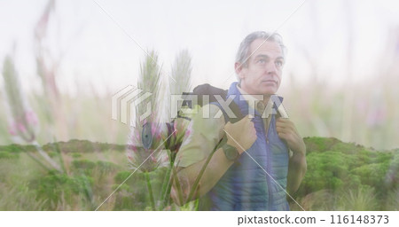 Mature Caucasian male hiking through tall grass, holding backpack straps Mature Caucasian male hiking through tall grass, holding backpack straps 116148373