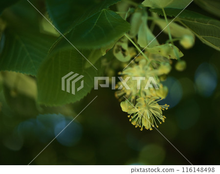 Summer linden flower blooming in May Summer linden flower blooming in May 116148498