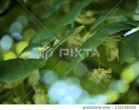 Summer linden flower blooming in May Summer linden flower blooming in May 116148509