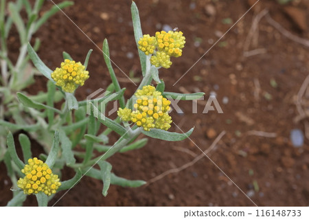 黃色粳花 116148733