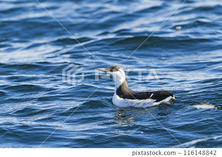 Mushroom glasses 116148842