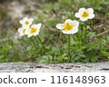 White flower 116148963