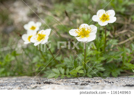 白花 白花 116148963