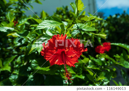 Okinawa's Hibiscus, Bussouge 116149013