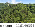 Mountain summer scenery 116149354