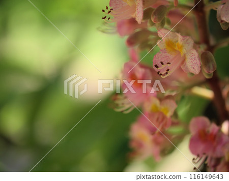 Pink horse chestnut flowers blooming in May 116149643