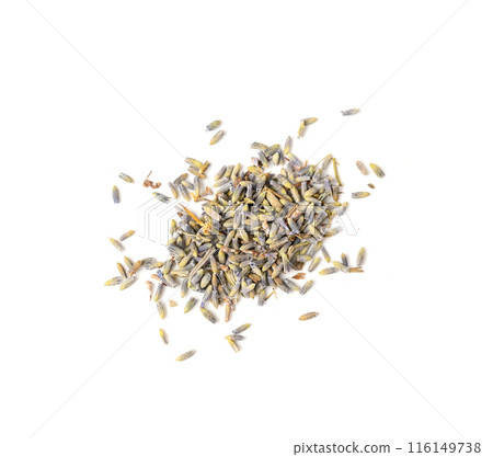 Dry lavender flowers isolated, scattered lavandula perfume buds, petals, fragrance lilac blossoms, herbs Dry lavender flowers isolated, scattered lavandula perfume buds, petals, fragrance lilac blossoms, herbs 116149738