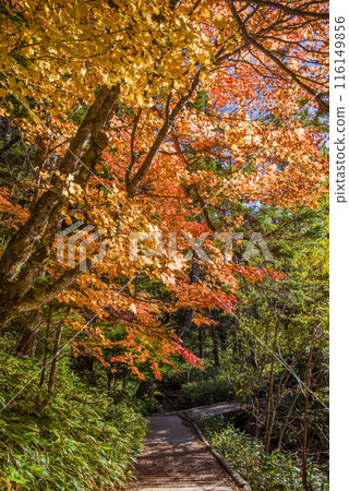 [秋天的上高地]散步道河童橋⇄明神（梓川右岸路線）紅葉風景 116149856
