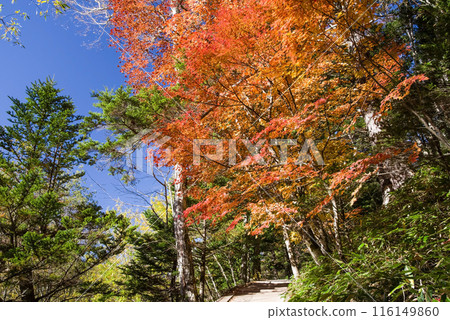 [秋天的上高地]散步道河童橋⇄明神（梓川右岸路線）紅葉風景 116149860