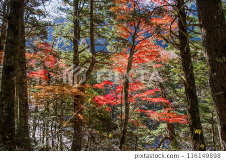 [秋天的上高地]散步道河童橋⇄明神（梓川右岸路線）紅葉風景 116149898