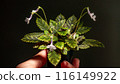 Nature white flowers. 116149922