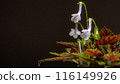 Nature white flowers background. 116149926