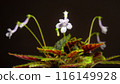 Nature white flowers background. 116149928