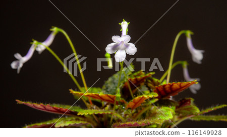 Nature white flowers background. Nature white flowers background. 116149928
