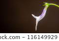 Nature white flowers background. 116149929