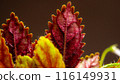 Nature background. 116149931