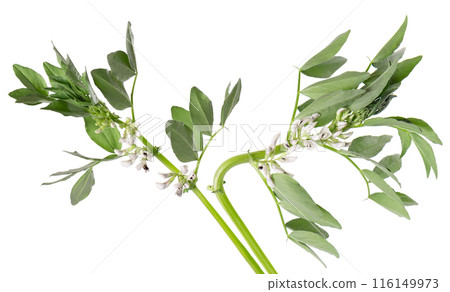Green bush of fava beans with flowers, isolated on white background. Broad beans. Green bush of fava beans with flowers, isolated on white background. Broad beans. 116149973