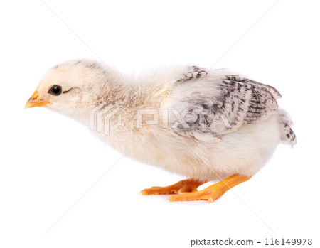 Newborn chicken isolated on white background. Little light gray chick. Farm animals. Newborn chicken isolated on white background. Little light gray chick. Farm animals. 116149978