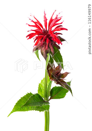 Monarda flower isolated on a white background. Bergamot flower. Oswego tea, scarlet beebalm. Monarda flower isolated on a white background. Bergamot flower. Oswego tea, scarlet beebalm. 116149979