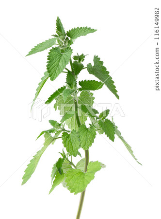 Bunch of lemon balm or melissa plant isolated on white background. Fresh green mint leaf. Clipping path. Bunch of lemon balm or melissa plant isolated on white background. Fresh green mint leaf. Clipping path. 116149982