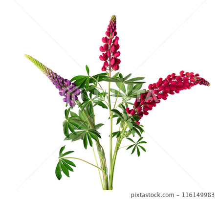 Bouquet of colorful lupine flowers, isolated on white background. Colorful lupines, spring flowers. Bouquet of colorful lupine flowers, isolated on white background. Colorful lupines, spring flowers. 116149983