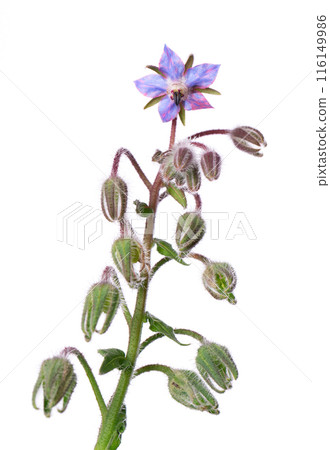 Borage flowers isolated on white background. Borago officinalis bush. Clipping path. 116149986