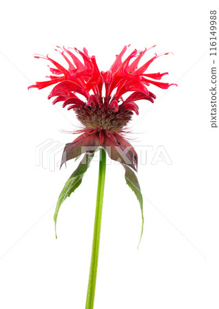 Monarda flower isolated on a white background. Bergamot flower. Oswego tea, scarlet beebalm. Monarda flower isolated on a white background. Bergamot flower. Oswego tea, scarlet beebalm. 116149988