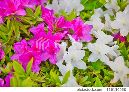 Azalea flowers are blooming Azalea flowers are blooming 116150068