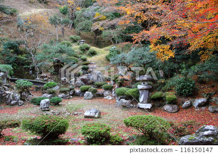 A stroll through Tokugen-in Temple in autumn colors: 37 (Kiyotaki, Maibara City, Shiga Prefecture) A stroll through Tokugen-in Temple in autumn colors: 37 (Kiyotaki, Maibara City, Shiga Prefecture) 116150147