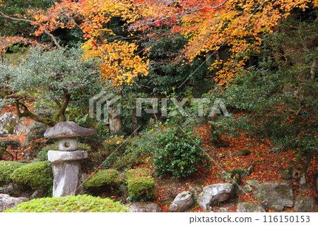 A stroll through Tokugen-in Temple in autumn colors - 43 (Kiyotaki, Maibara City, Shiga Prefecture) A stroll through Tokugen-in Temple in autumn colors - 43 (Kiyotaki, Maibara City, Shiga Prefecture) 116150153