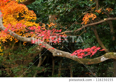 紅葉德元院散步45(滋賀縣米原市清瀧) 紅葉德元院散步45(滋賀縣米原市清瀧) 116150155
