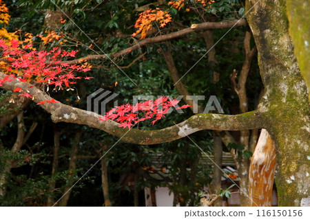 紅葉德元院散步46(滋賀縣米原市清瀧) 紅葉德元院散步46(滋賀縣米原市清瀧) 116150156