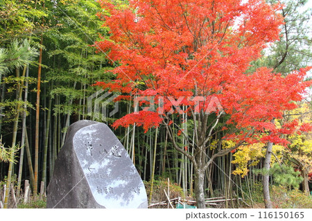 A stroll through Tokugen-in Temple in autumn colors: 55 (Kiyotaki, Maibara City, Shiga Prefecture) 116150165
