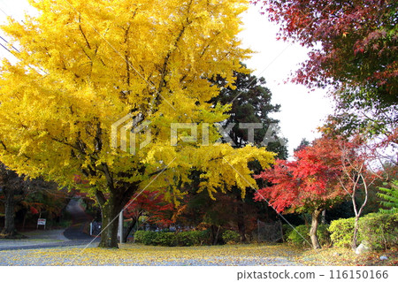 A stroll through Tokugen-in Temple in autumn colors: 56 (Kiyotaki, Maibara City, Shiga Prefecture) 116150166