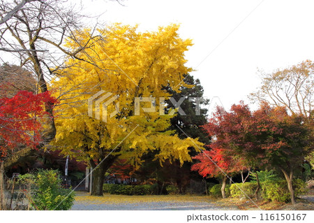 A stroll through Tokugen-in Temple in autumn colors: 57 (Kiyotaki, Maibara City, Shiga Prefecture) A stroll through Tokugen-in Temple in autumn colors: 57 (Kiyotaki, Maibara City, Shiga Prefecture) 116150167