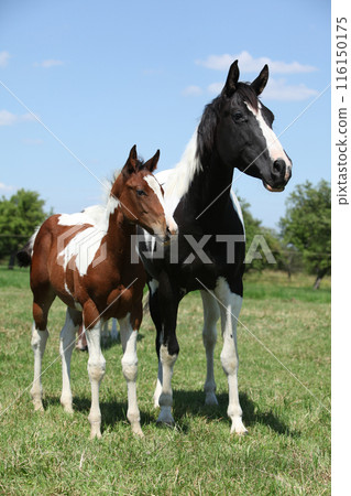 Beautiful paint horse mare with its foal Beautiful paint horse mare with its foal 116150175