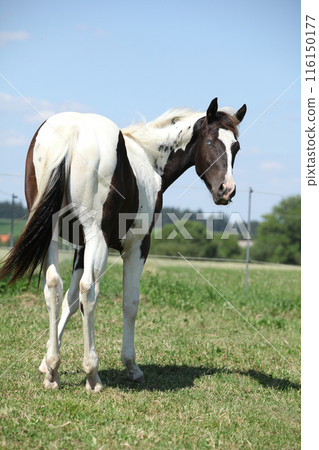Amazing paint horse foal 116150177