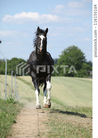 Amazing Paint horse stallion running Amazing Paint horse stallion running 116150184
