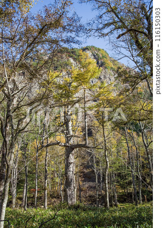 [Autumn in Kamikochi] Scenery around Myojin: Kappa Bridge to Myojin (Azusa River right bank course) 116150303