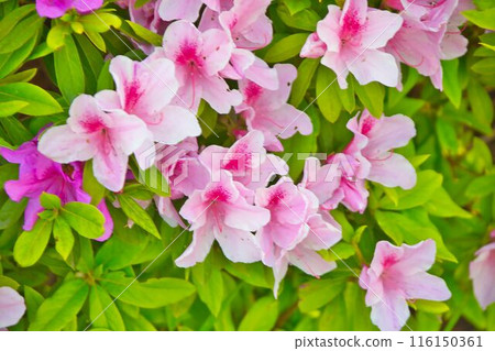 Pink azalea Pink azalea 116150361